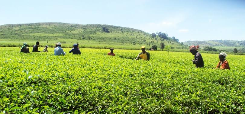 Kenya tea factories hit by Sh26 billion debt crisis
